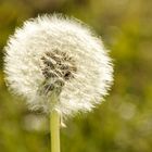 Pusteblume Ende Oktober... 