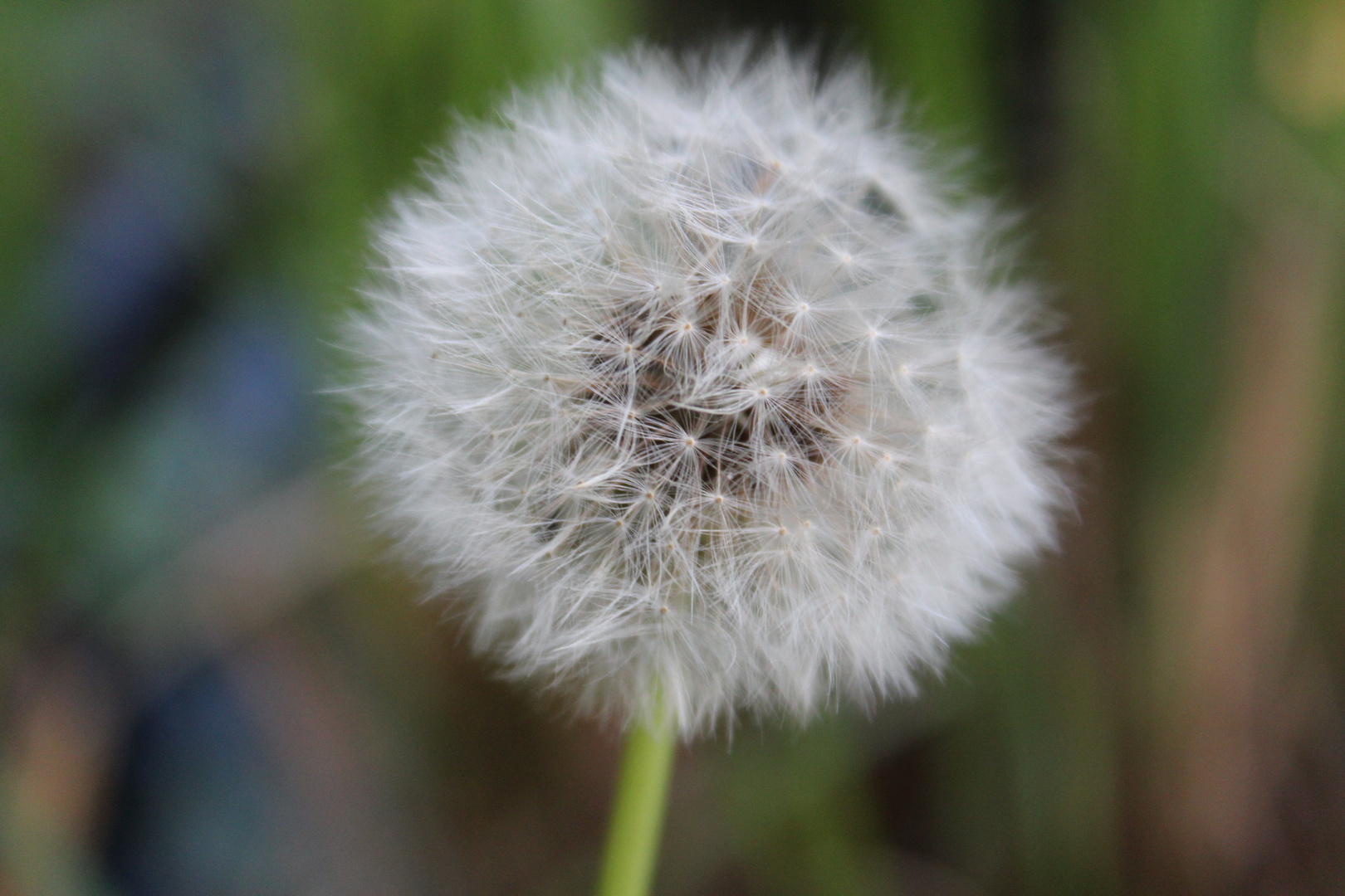 Pusteblume: Engel oder Teufel?