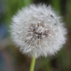 Pusteblume: Engel oder Teufel?