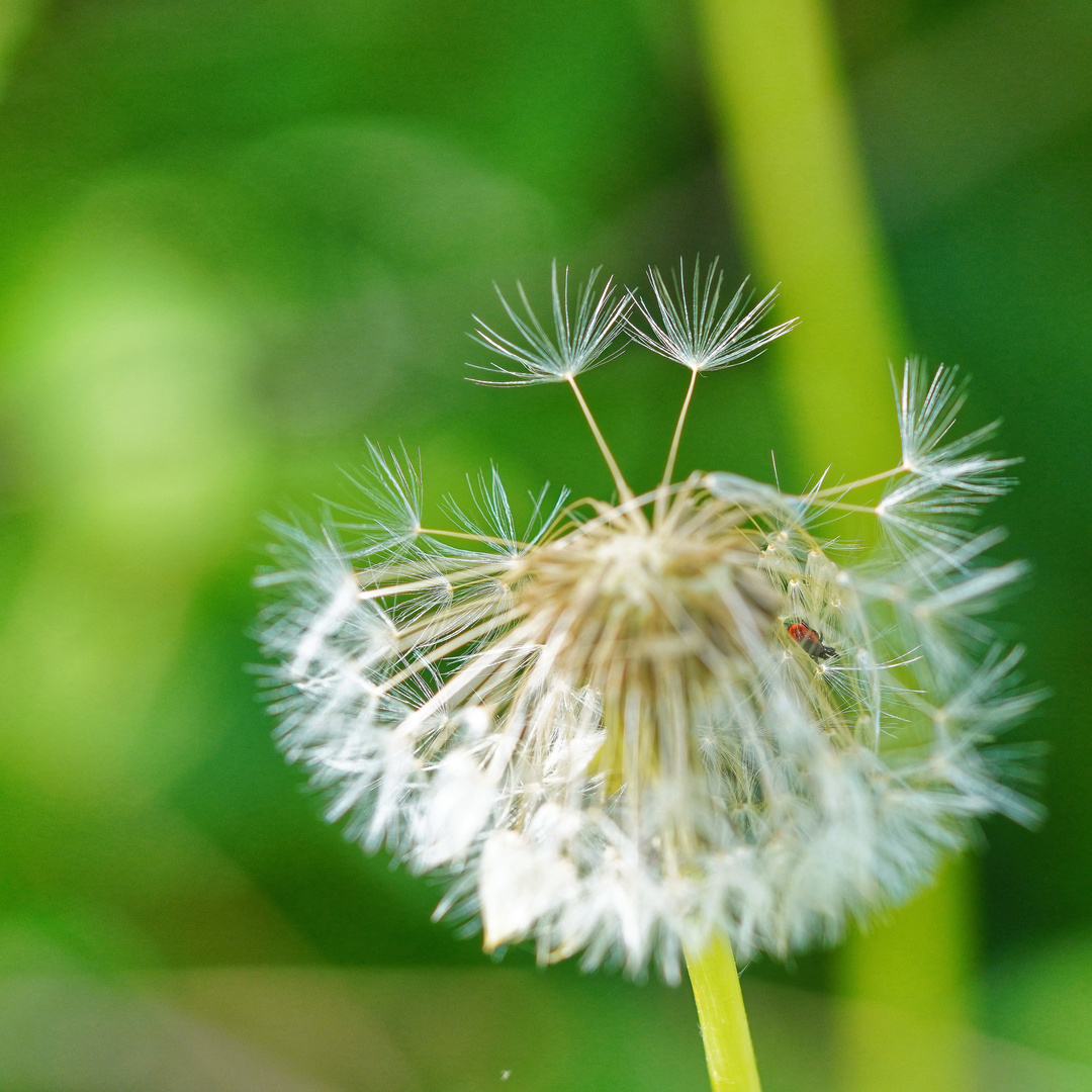 Pusteblume-erste Makroversuche