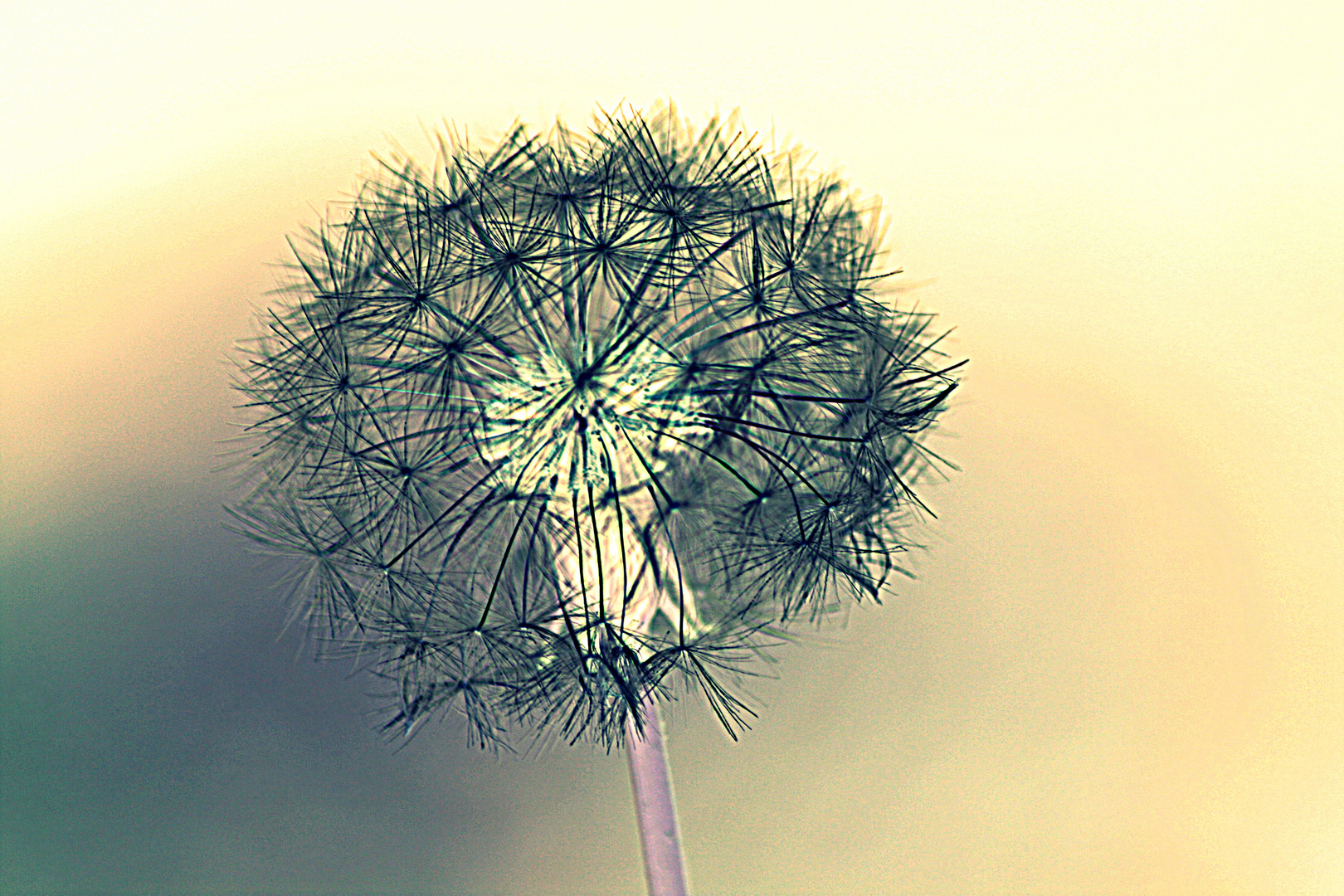 Pusteblume... etwas andere Sichtweise