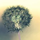 Pusteblume... etwas andere Sichtweise