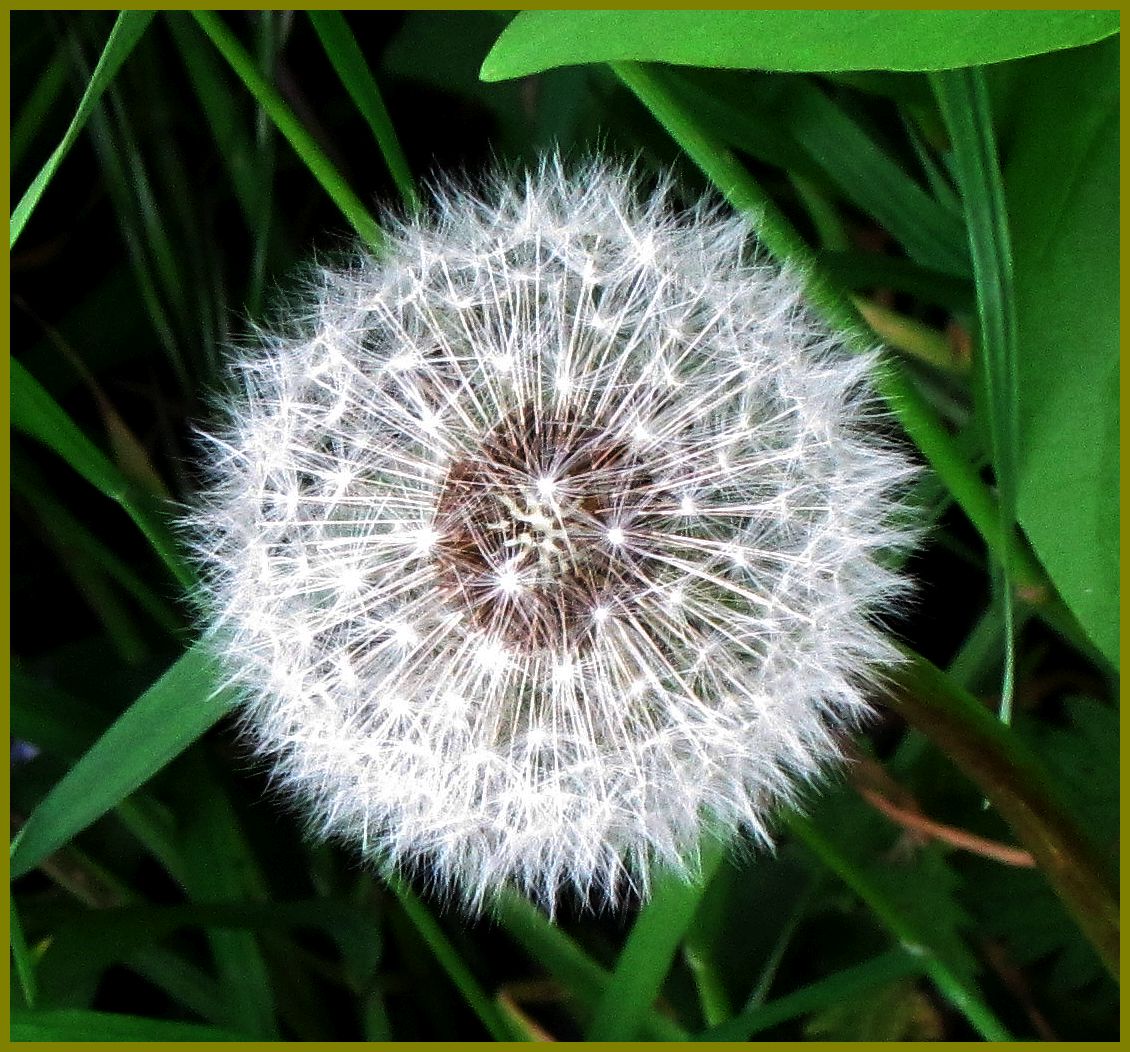 Pusteblume etwas rangezoomt. 