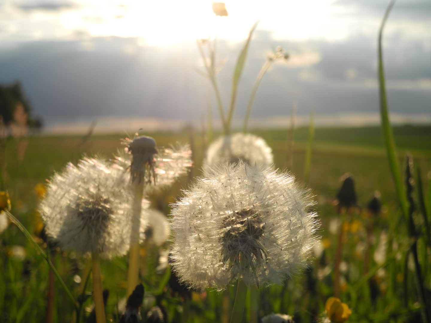 Pusteblume 