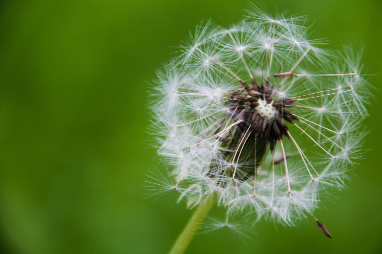 Pusteblume