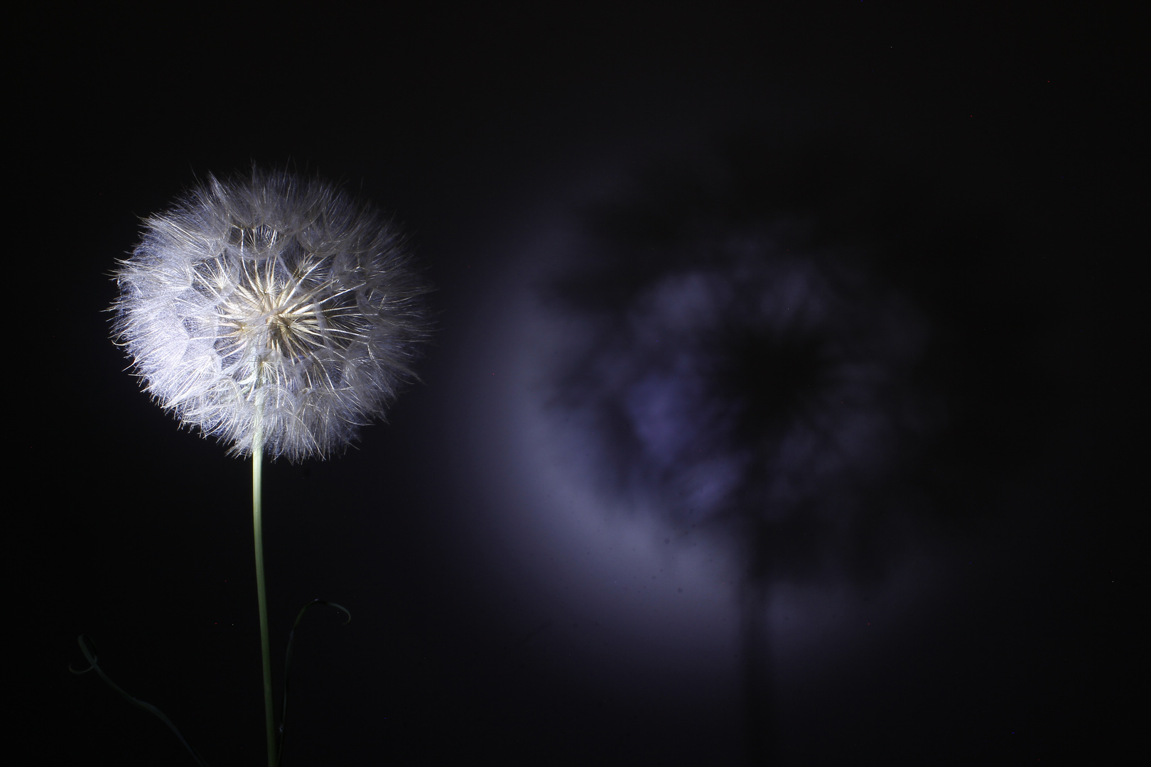 PusteBlume