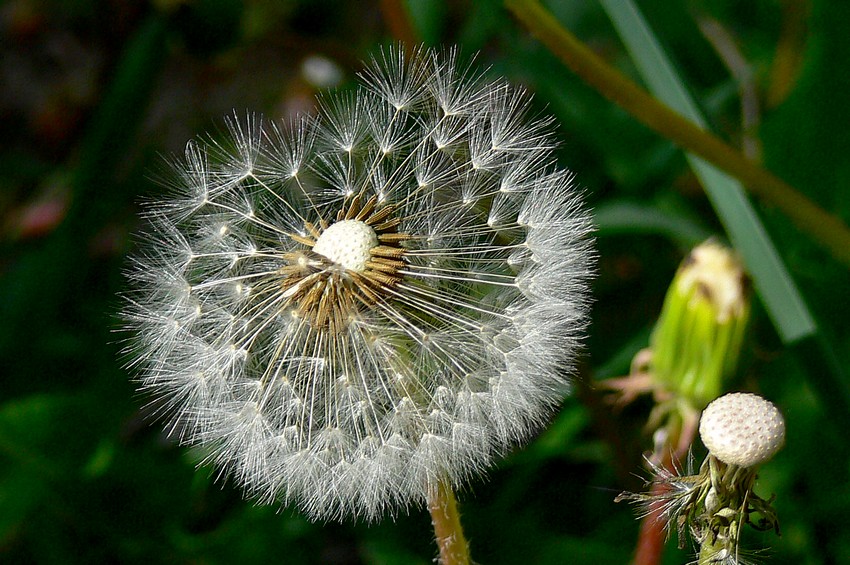 Pusteblume