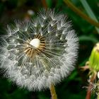 Pusteblume