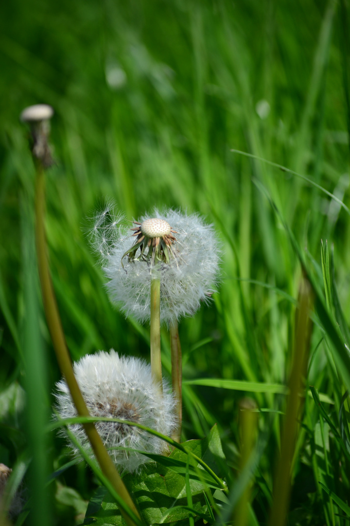 Pusteblume