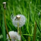 Pusteblume