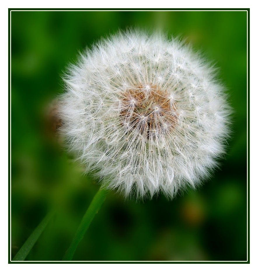 Pusteblume ...