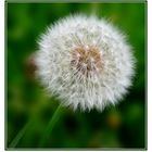 Pusteblume ...