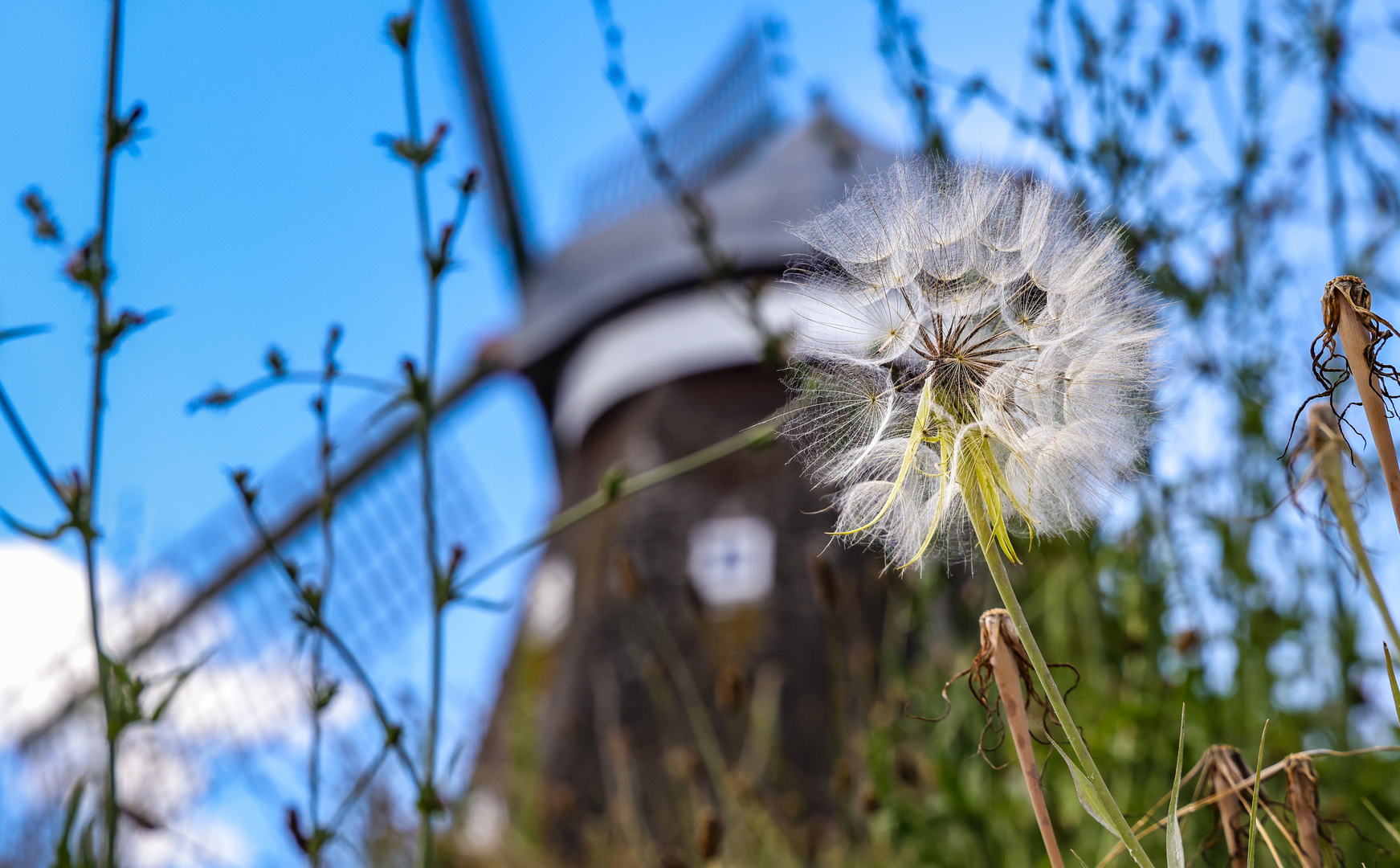 Pusteblume