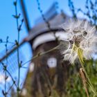 Pusteblume