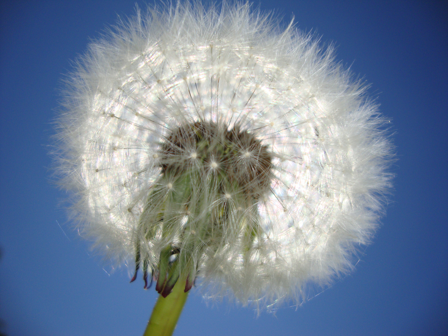 Pusteblume