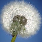 Pusteblume