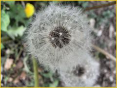 Pusteblume