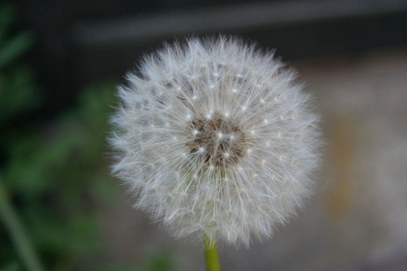 Pusteblume