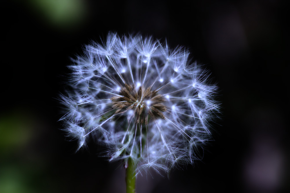 Pusteblume