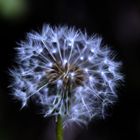 Pusteblume