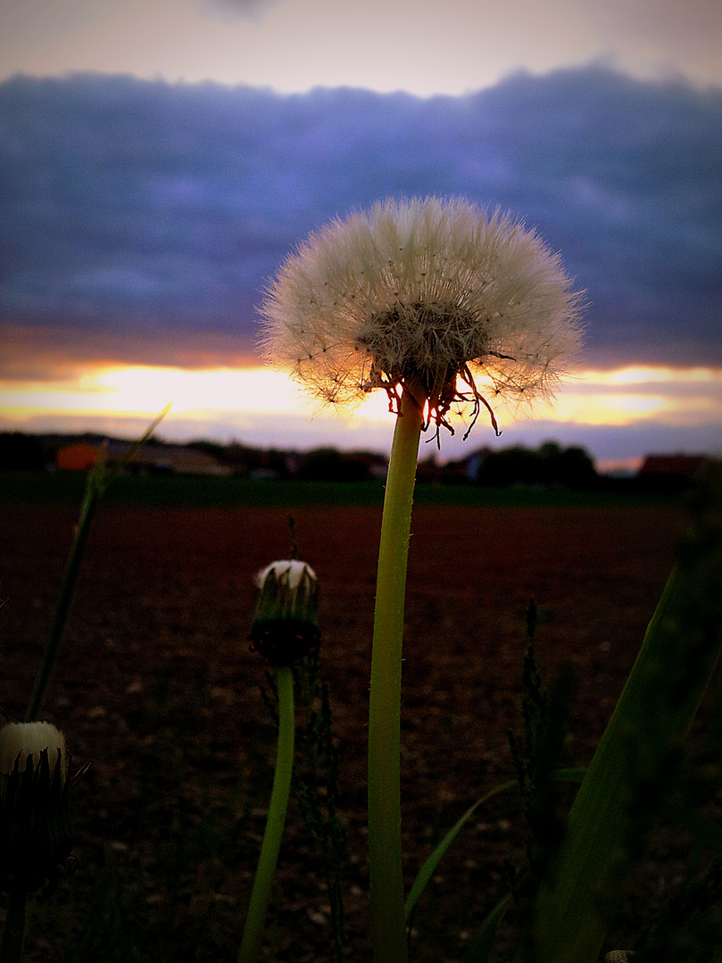 Pusteblume