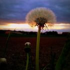 Pusteblume