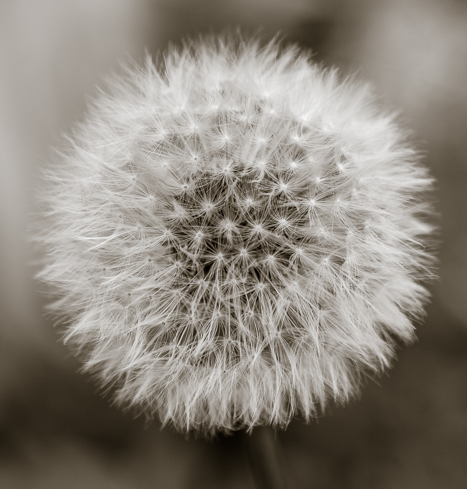 Pusteblume =)