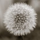 Pusteblume =)