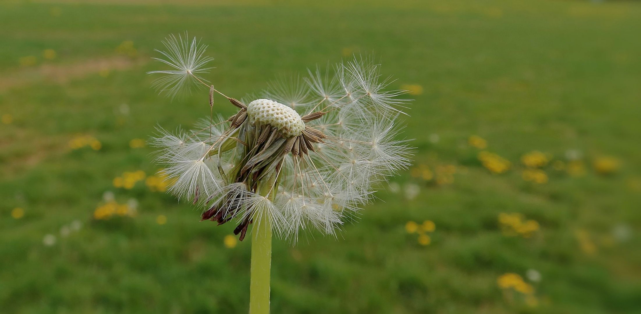 Pusteblume