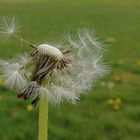 Pusteblume