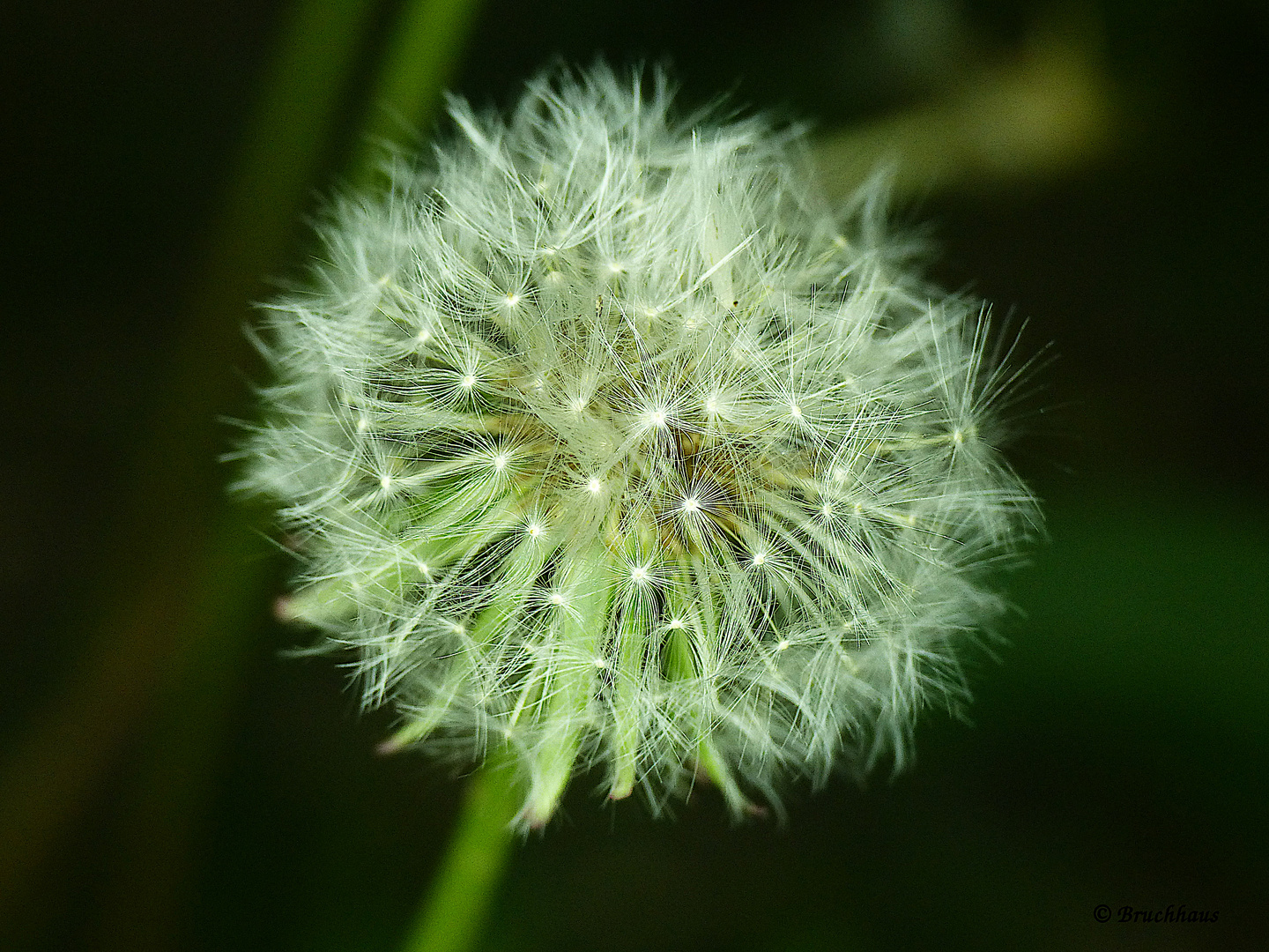 Pusteblume