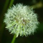 Pusteblume