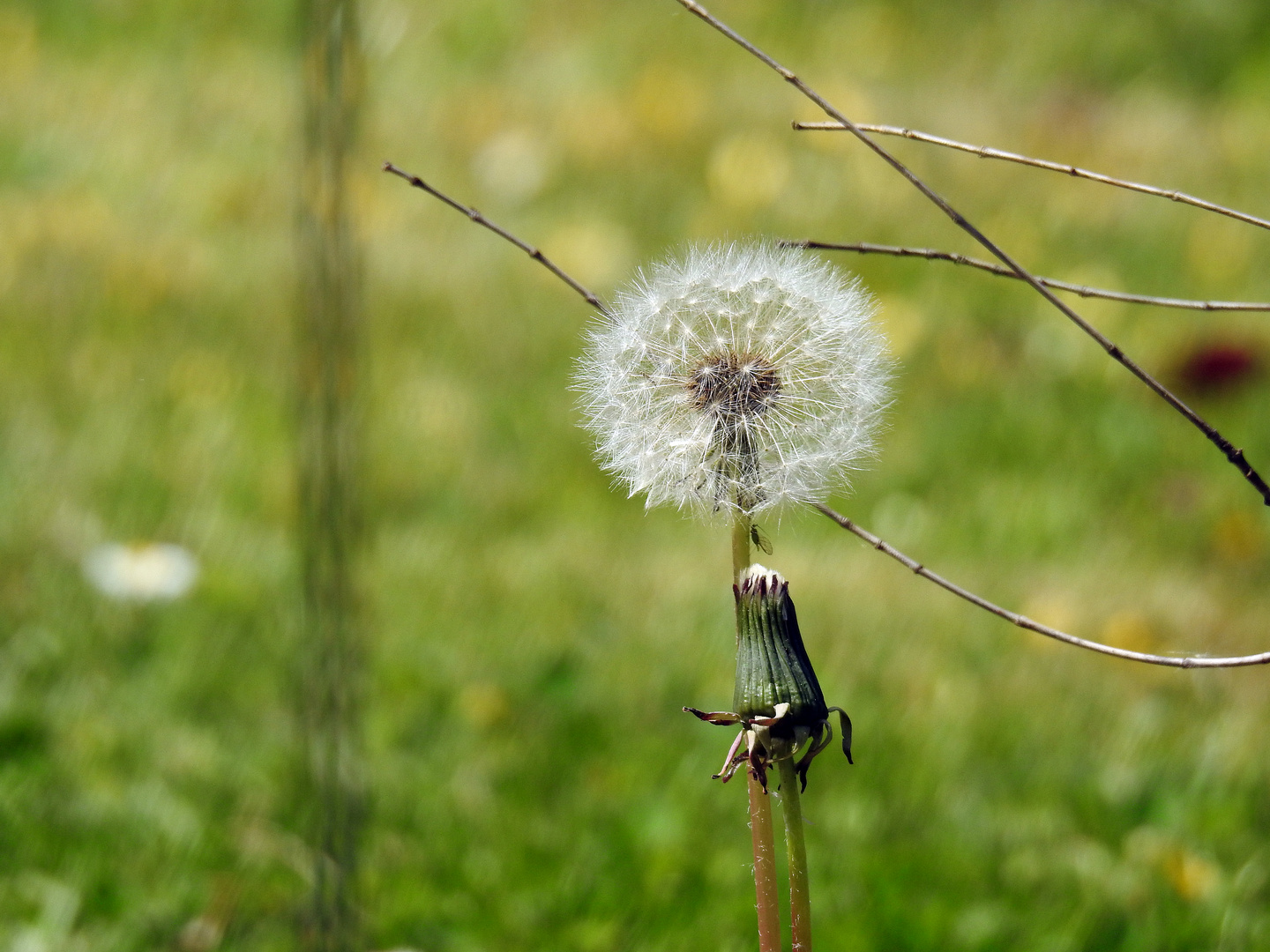 Pusteblume