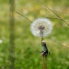 Pusteblume