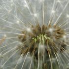 Pusteblume