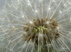 Pusteblume