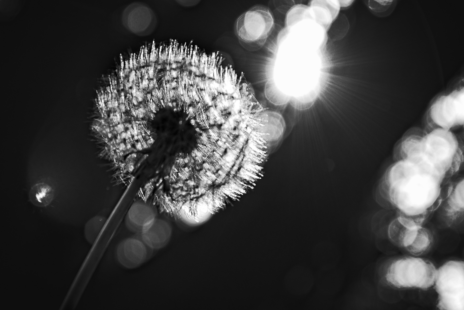 Pusteblume