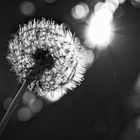 Pusteblume