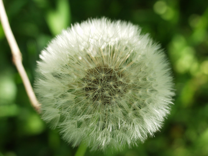 Pusteblume