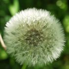 Pusteblume