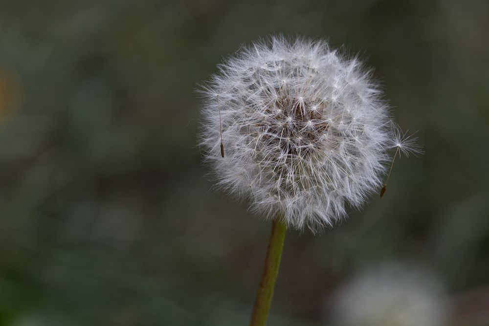 Pusteblume