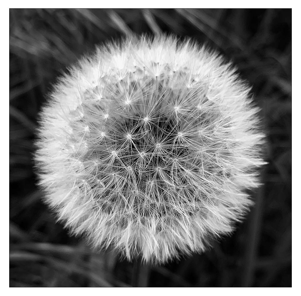 "Pusteblume"