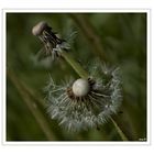 Pusteblume