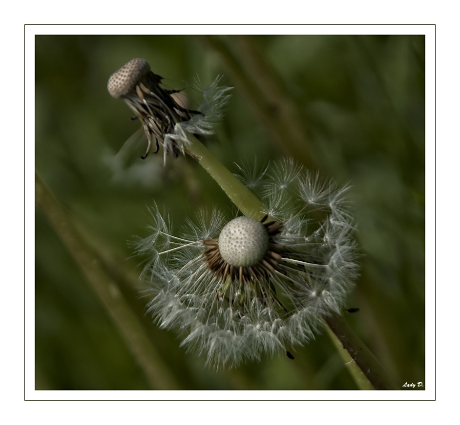 Pusteblume