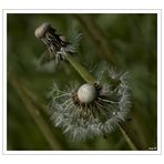 Pusteblume