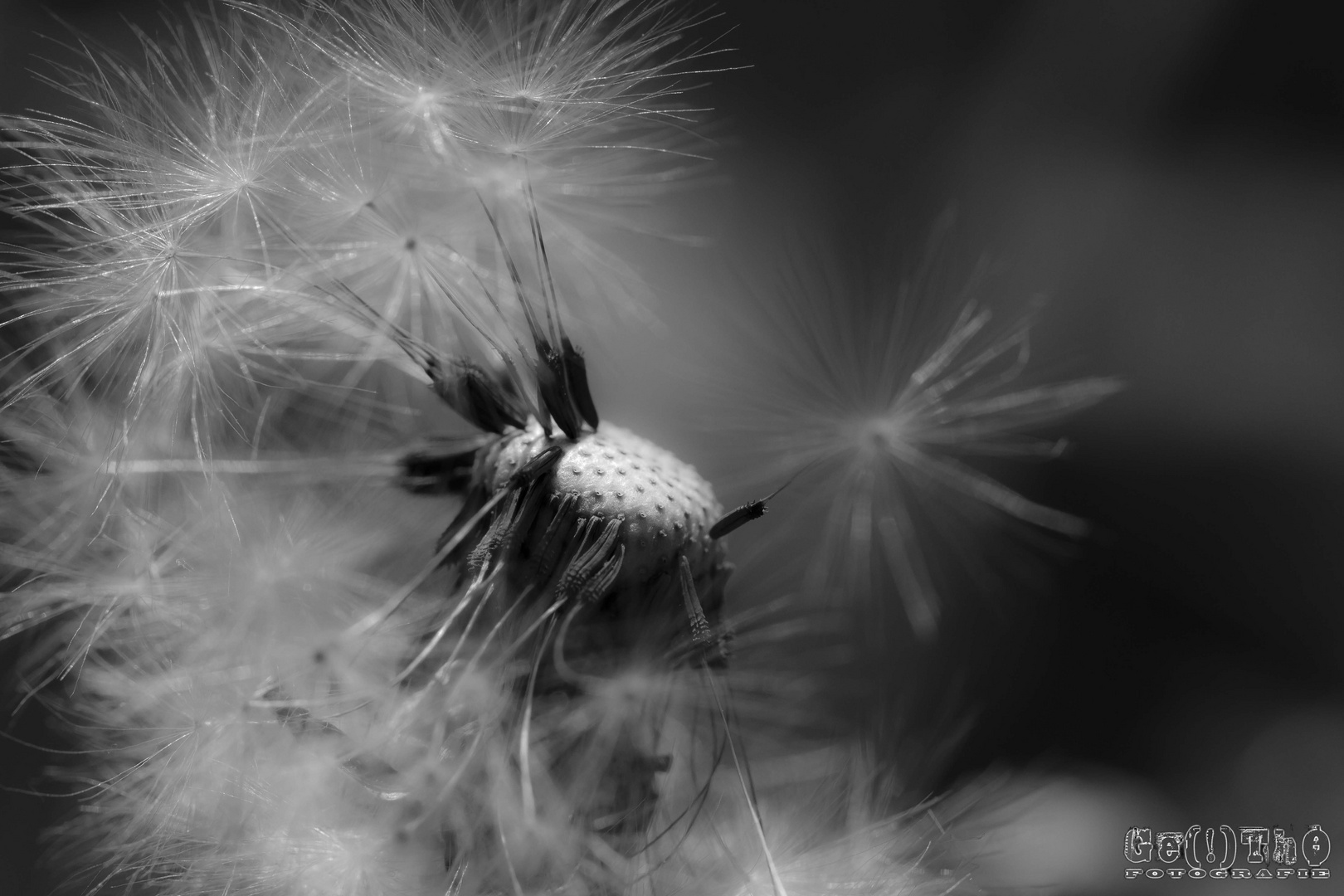 Pusteblume