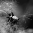 Pusteblume