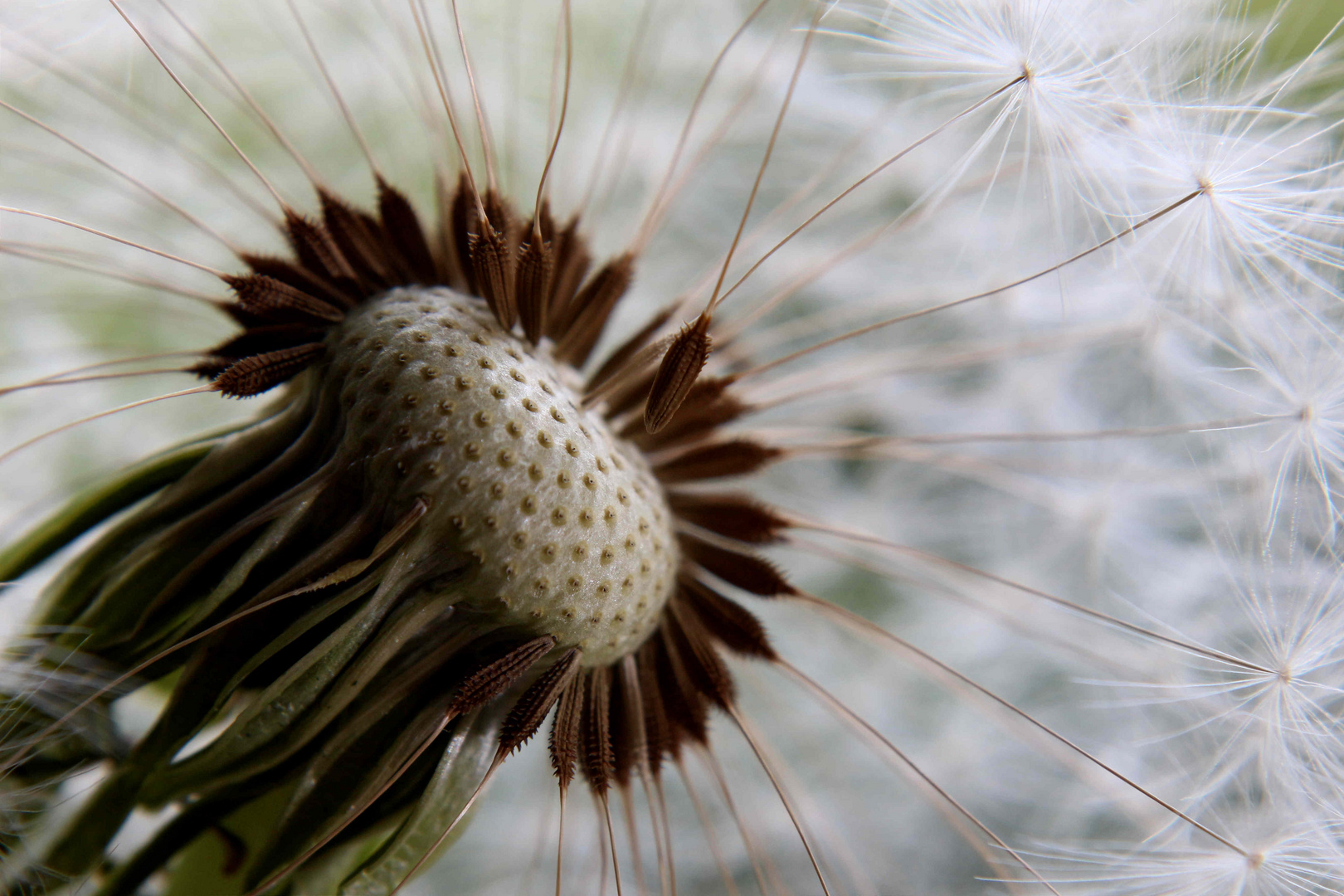 Pusteblume