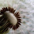 Pusteblume