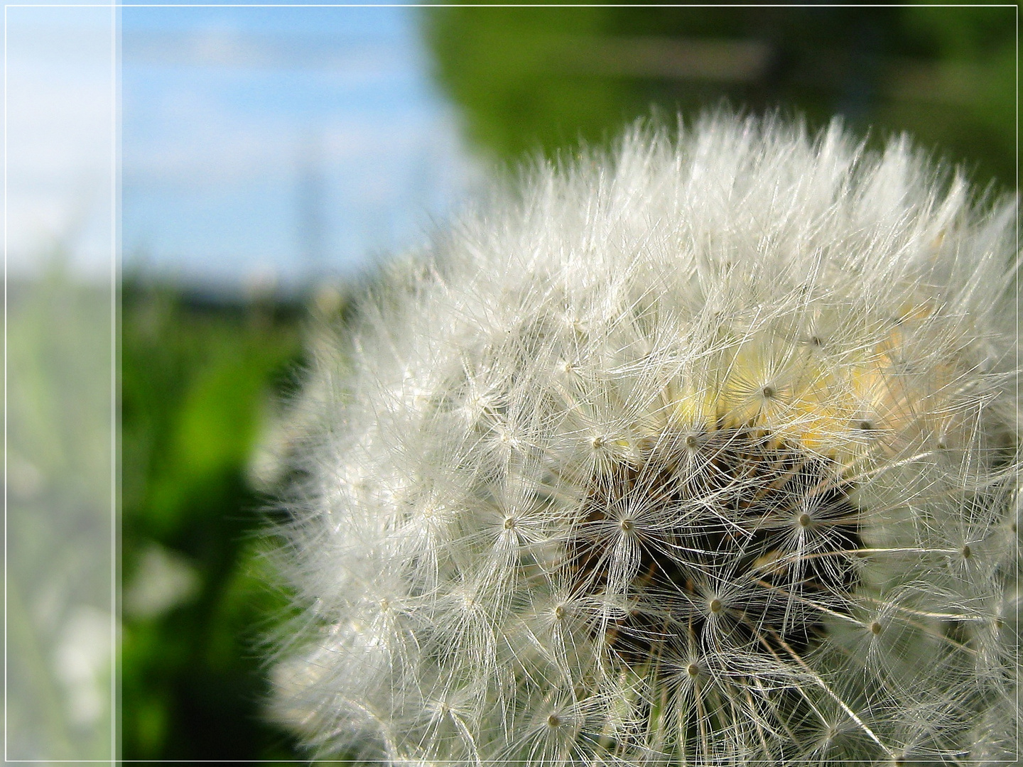 Pusteblume